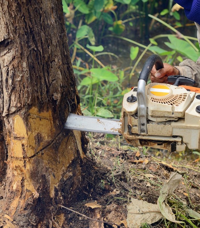 Man with chainsaw cutting the tree