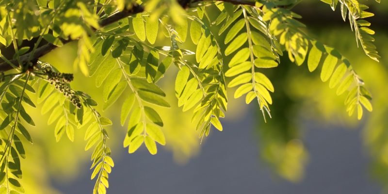 robinia-5092118_1920